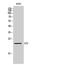 Neurturin antibody, STJ97344, St John