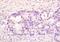 PMS1 Homolog 1, Mismatch Repair System Component antibody, orb2833, Biorbyt, Immunohistochemistry paraffin image 