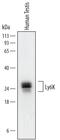 Lymphocyte Antigen 6 Family Member K antibody, AF6648, R&D Systems, Western Blot image 