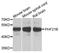 PHD Finger Protein 21B antibody, orb373805, Biorbyt, Western Blot image 