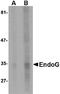 Endonuclease G, mitochondrial antibody, orb75862, Biorbyt, Western Blot image 