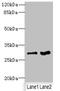 FGFR1 Oncogene Partner 2 antibody, A62590-100, Epigentek, Western Blot image 