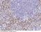VSP antibody, 102242-T08, Sino Biological, Immunohistochemistry frozen image 