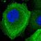 MRN Complex Interacting Protein antibody, HPA043975, Atlas Antibodies, Immunofluorescence image 