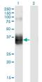 FST antibody, H00010468-M10, Novus Biologicals, Western Blot image 