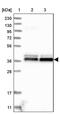 NudE Neurodevelopment Protein 1 antibody, PA5-54972, Invitrogen Antibodies, Western Blot image 