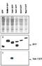 Ubiquitin-related modifier 1 antibody, GTX24755, GeneTex, Western Blot image 