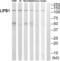 PPFIA Binding Protein 1 antibody, abx015050, Abbexa, Western Blot image 