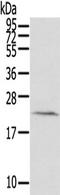 Histidine Triad Nucleotide Binding Protein 3 antibody, TA350690, Origene, Western Blot image 