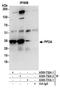 Protein Phosphatase 2 Phosphatase Activator antibody, A300-732A, Bethyl Labs, Immunoprecipitation image 