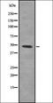 MK1I1 antibody, orb335173, Biorbyt, Western Blot image 