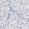 Carboxypeptidase E antibody, HPA003819, Atlas Antibodies, Immunohistochemistry frozen image 