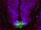 Fer3-like protein antibody, MBS423439, MyBioSource, Immunofluorescence image 