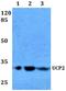 Uncoupling Protein 2 antibody, A02256, Boster Biological Technology, Western Blot image 