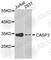 Caspase 3 antibody, A3164, ABclonal Technology, Western Blot image 