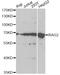 Recombination Activating 2 antibody, A5626, ABclonal Technology, Western Blot image 