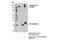 Phospholipase C Gamma 1 antibody, 14008S, Cell Signaling Technology, Immunoprecipitation image 