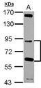 G Elongation Factor Mitochondrial 2 antibody, LS-C155735, Lifespan Biosciences, Western Blot image 