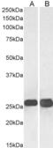 Synaptosome Associated Protein 25 antibody, AHP1124, Bio-Rad (formerly AbD Serotec) , Enzyme Linked Immunosorbent Assay image 