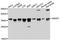 Serine And Arginine Rich Splicing Factor 7 antibody, A6069, ABclonal Technology, Western Blot image 
