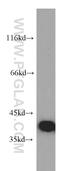 Protein canopy homolog 3 antibody, 15215-1-AP, Proteintech Group, Western Blot image 