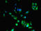 Cytidine Deaminase antibody, CSB-PA00845A0Rb, Cusabio, Immunofluorescence image 