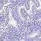 PNMA Family Member 5 antibody, HPA044690, Atlas Antibodies, Immunohistochemistry frozen image 