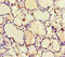 Glucokinase antibody, orb44815, Biorbyt, Immunohistochemistry paraffin image 