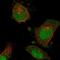NEDD1 Gamma-Tubulin Ring Complex Targeting Factor antibody, NBP1-83377, Novus Biologicals, Immunocytochemistry image 