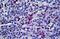 ED2-like antigen antibody, MBS246615, MyBioSource, Immunohistochemistry paraffin image 