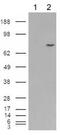 Premelanosome Protein antibody, ab52058, Abcam, Western Blot image 