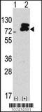 Autophagy Related 7 antibody, TA324636, Origene, Western Blot image 