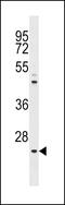 Neurogenin-1 antibody, 60-940, ProSci, Western Blot image 