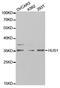Checkpoint protein HUS1 antibody, PA5-76735, Invitrogen Antibodies, Western Blot image 