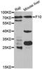 Coagulation Factor X antibody, MBS126956, MyBioSource, Western Blot image 