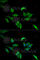 Lymphocyte Cytosolic Protein 1 antibody, A5561, ABclonal Technology, Immunofluorescence image 