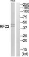 Replication Factor C Subunit 2 antibody, TA313041, Origene, Western Blot image 