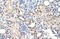 Nuclear receptor ROR-alpha antibody, ARP45608_T100, Aviva Systems Biology, Immunohistochemistry frozen image 