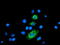 Carboxypeptidase A2 antibody, TA504622, Origene, Immunofluorescence image 