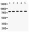 Kinesin-like protein KIF2C antibody, LS-C344083, Lifespan Biosciences, Western Blot image 