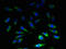 Excitatory amino acid transporter 4 antibody, CSB-PA021437LA01HU, Cusabio, Immunofluorescence image 