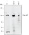 RASA1 antibody, AF5094, R&D Systems, Western Blot image 