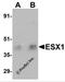 Homeobox protein ESX1 antibody, 5597, ProSci, Western Blot image 