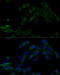 ATPase H+ Transporting V0 Subunit C antibody, 16-566, ProSci, Immunofluorescence image 