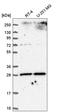 Solute Carrier Family 25 Member 5 antibody, HPA046835, Atlas Antibodies, Western Blot image 
