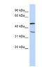 Family With Sequence Similarity 81 Member B antibody, NBP1-56724, Novus Biologicals, Western Blot image 