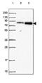 Centrosomal Protein 95 antibody, PA5-62607, Invitrogen Antibodies, Western Blot image 