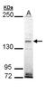 EH Domain Binding Protein 1 antibody, LS-C186131, Lifespan Biosciences, Western Blot image 
