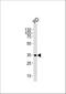 Ectodysplasin A antibody, A01113-1, Boster Biological Technology, Western Blot image 