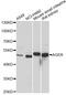 RAGE antibody, A1395, ABclonal Technology, Western Blot image 